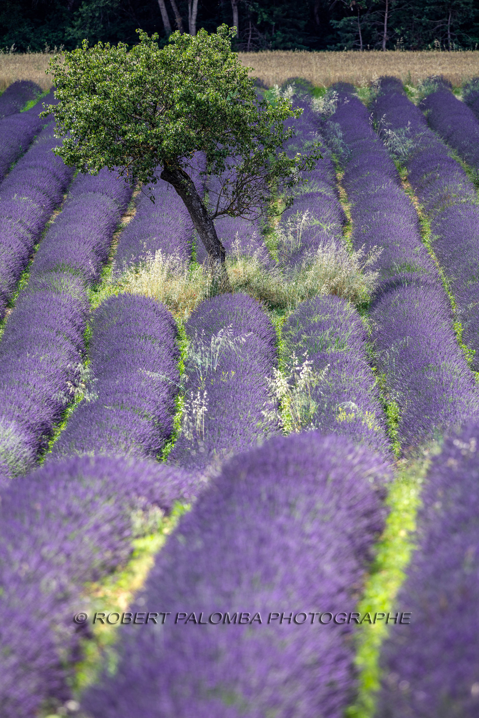 Lavande, Lavandula