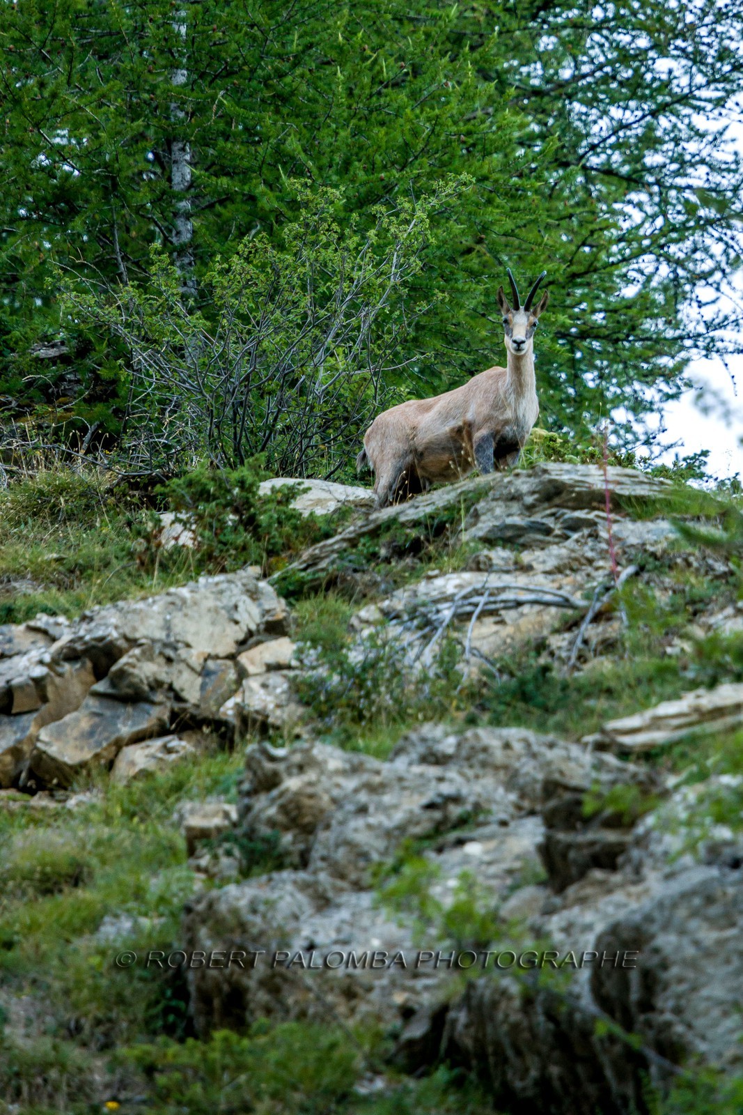 Chamois