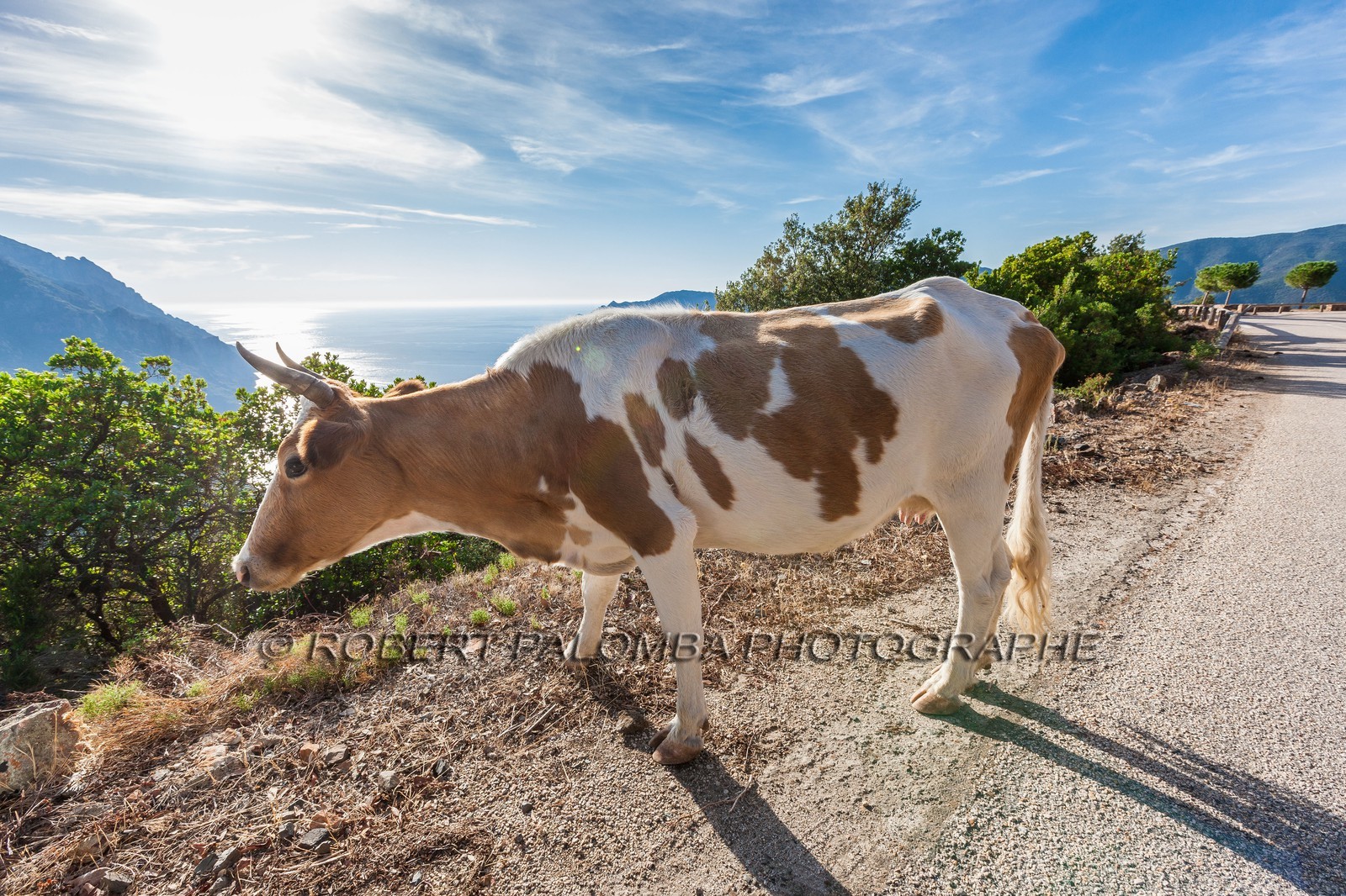 Vache corse