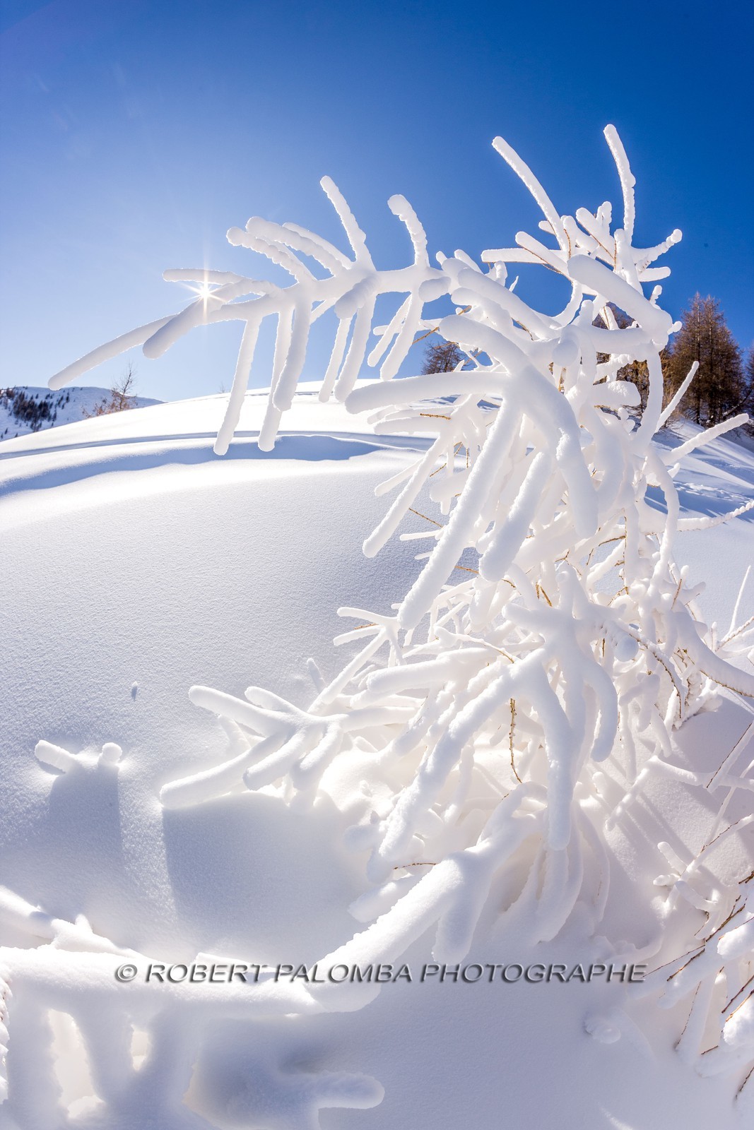 Arbre givré