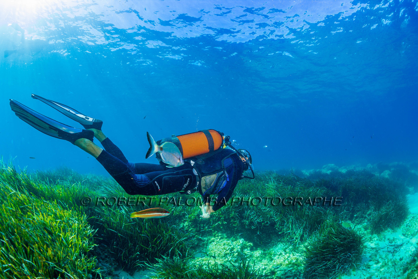 Plongée-sous-marine