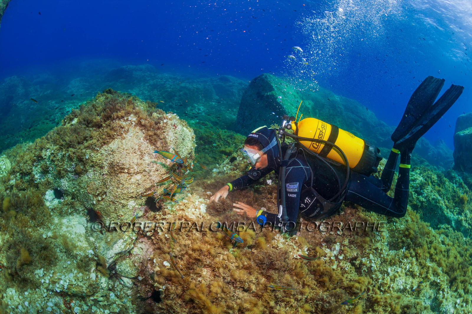 Plongée-sous-marine