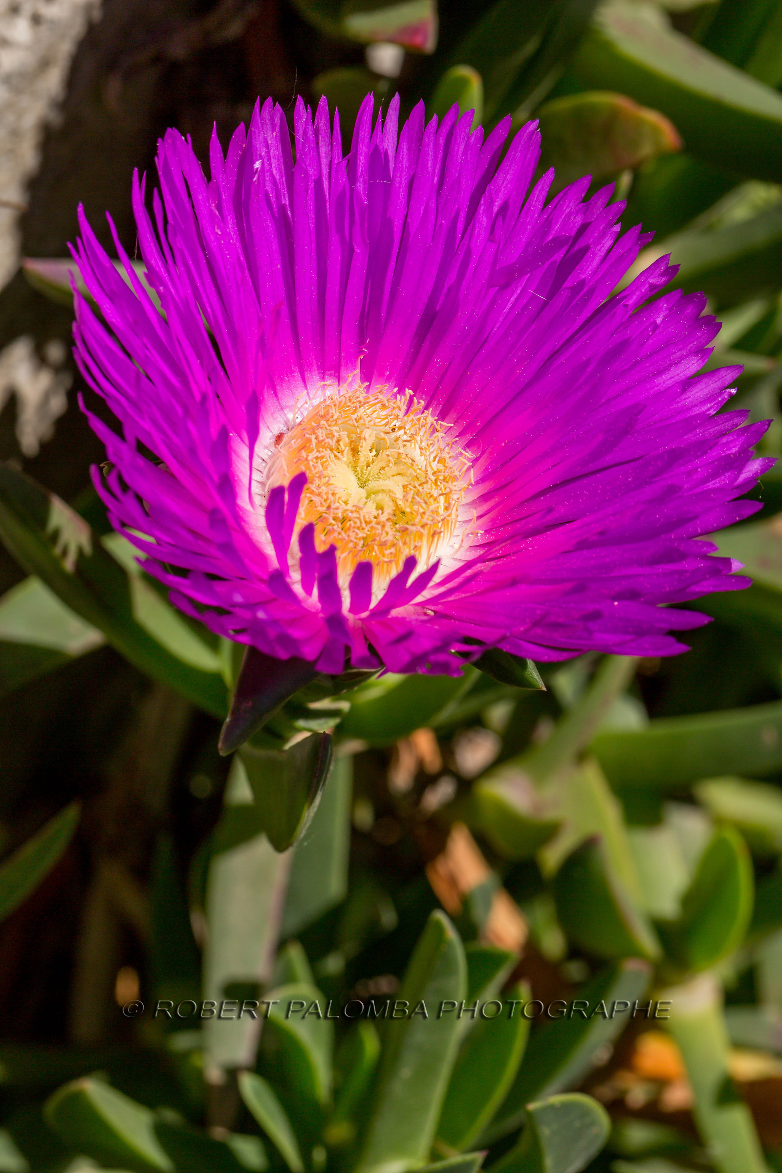 Flore Méditerranéenne