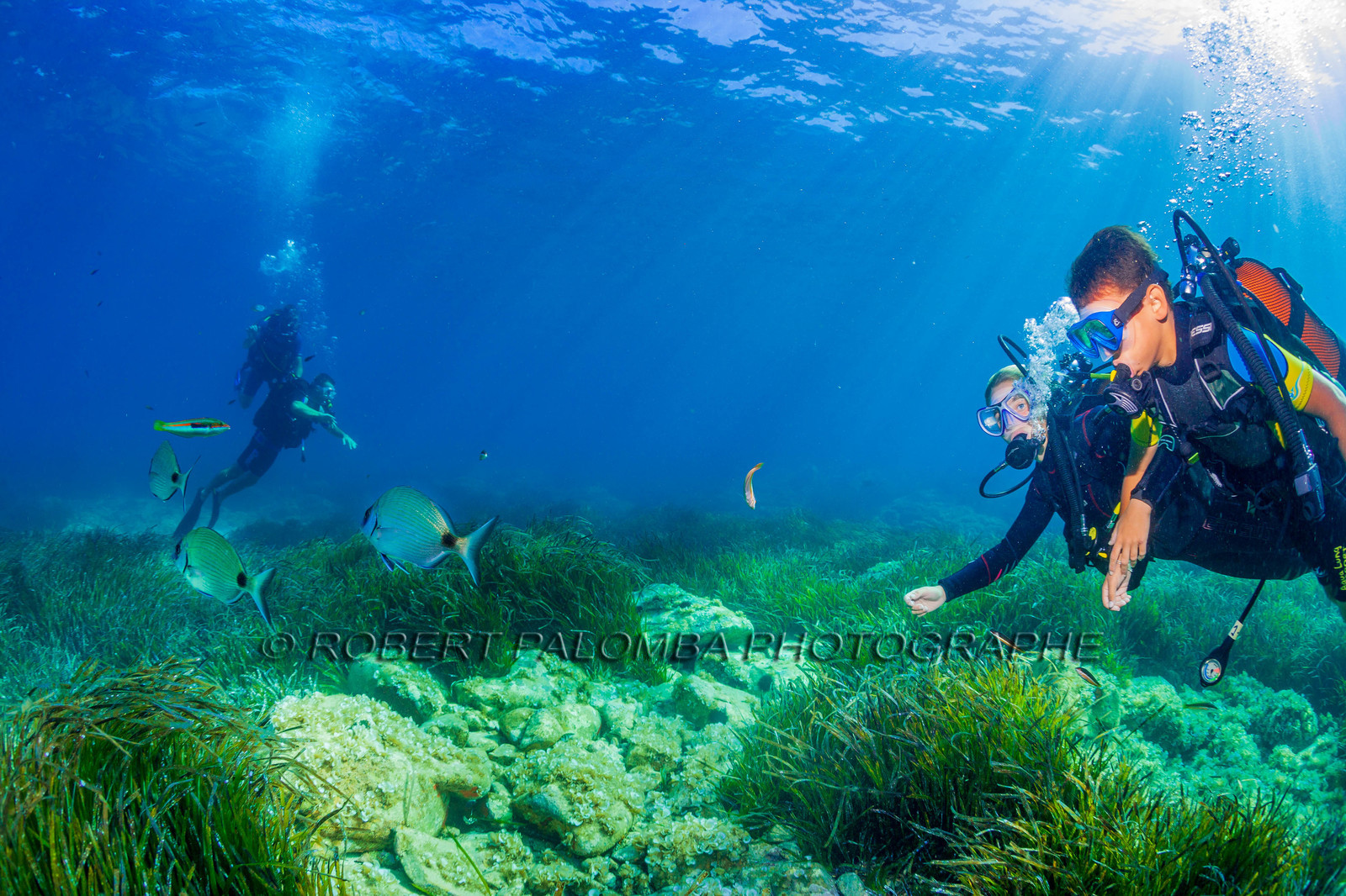 Plongée-sous-marine