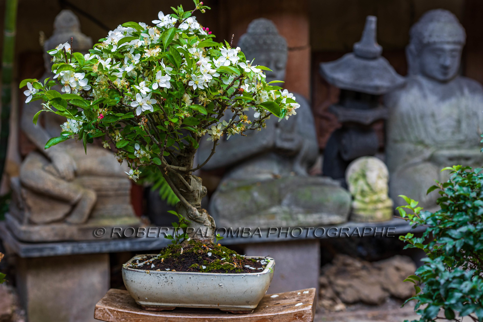 Bonsai
