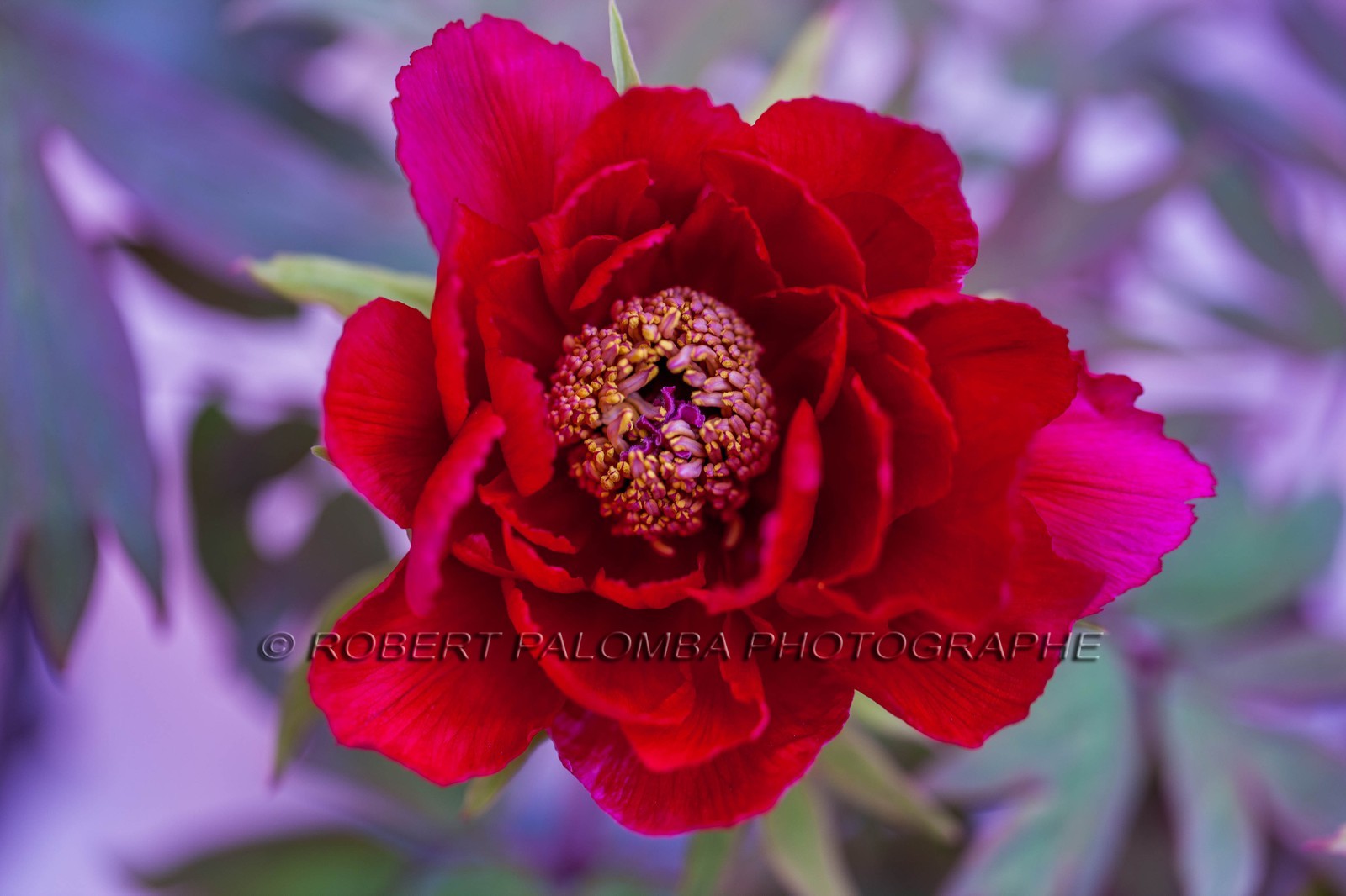 Flore méditerranéenne