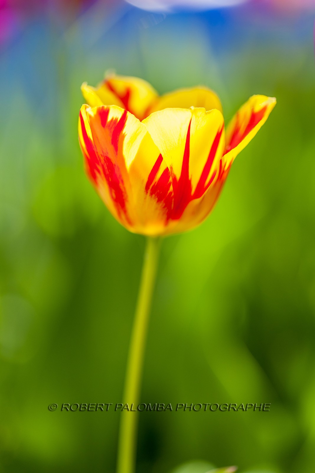 Tulipe, Tulipa