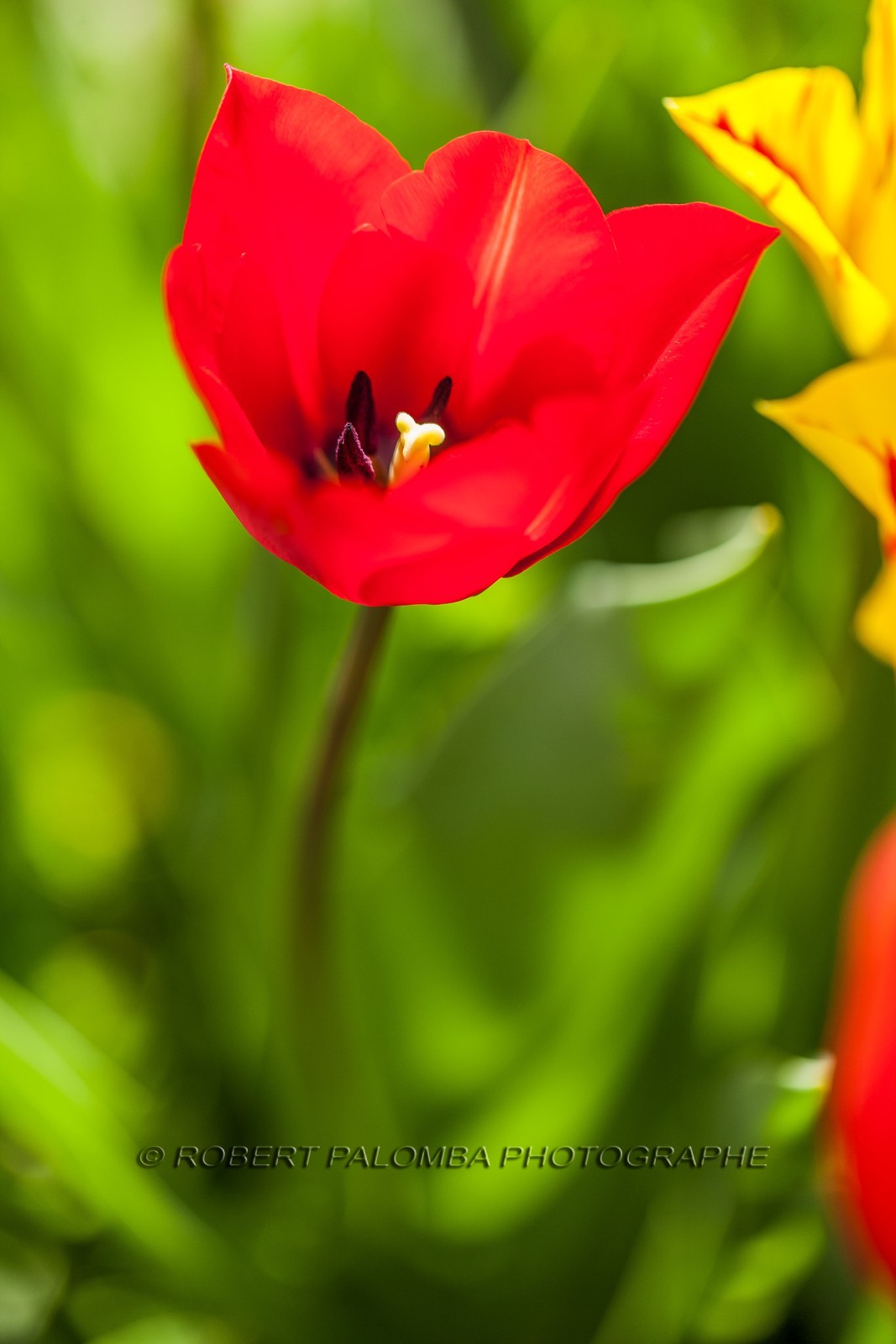 Tulipe, Tulipa