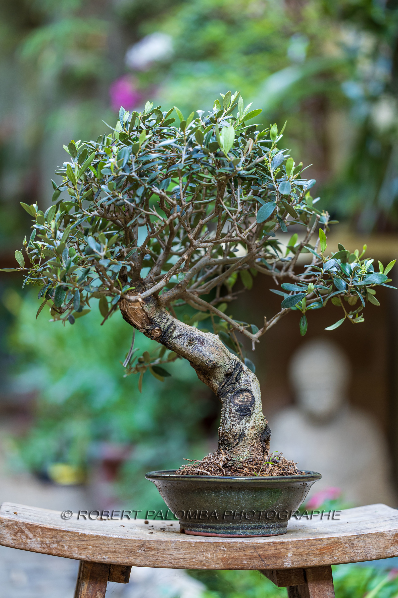 Bonsai