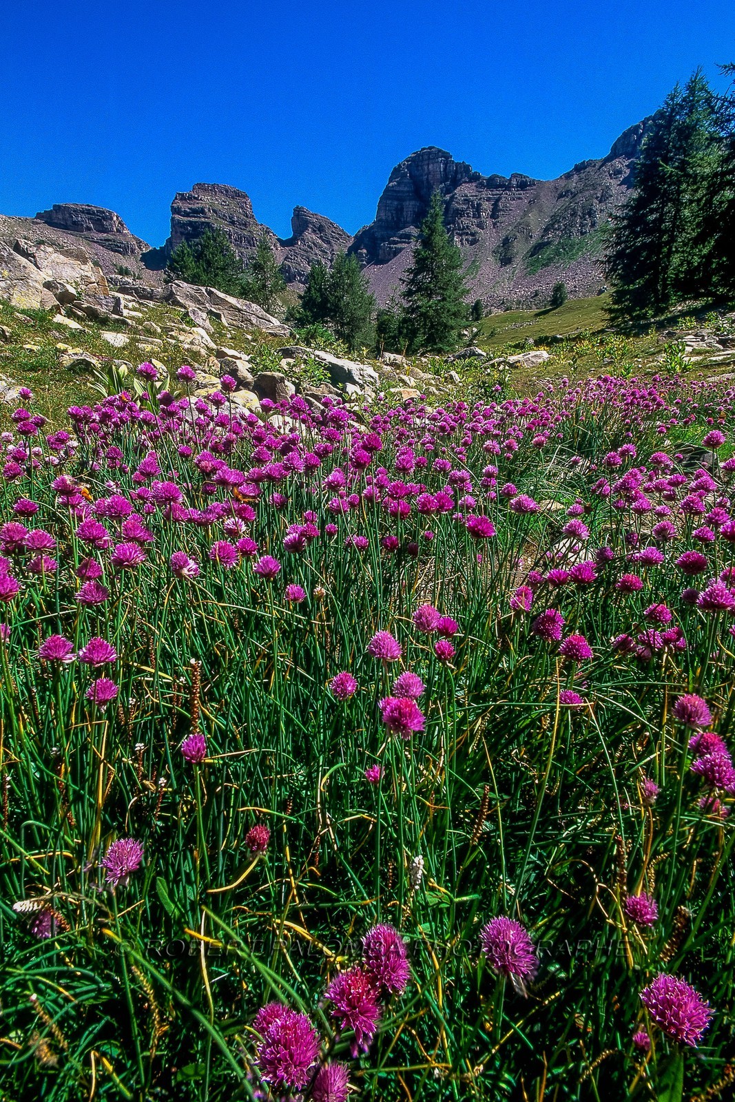 Lac d'Allos