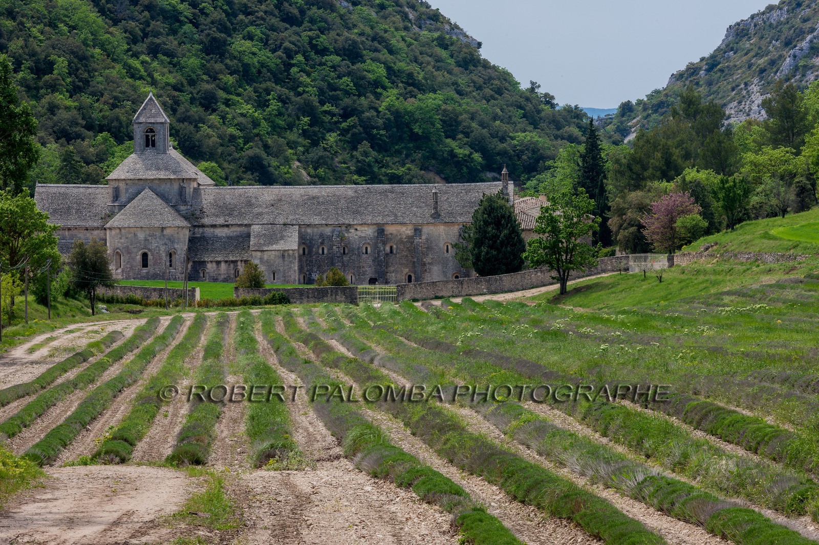 Abbaye de Sénanque