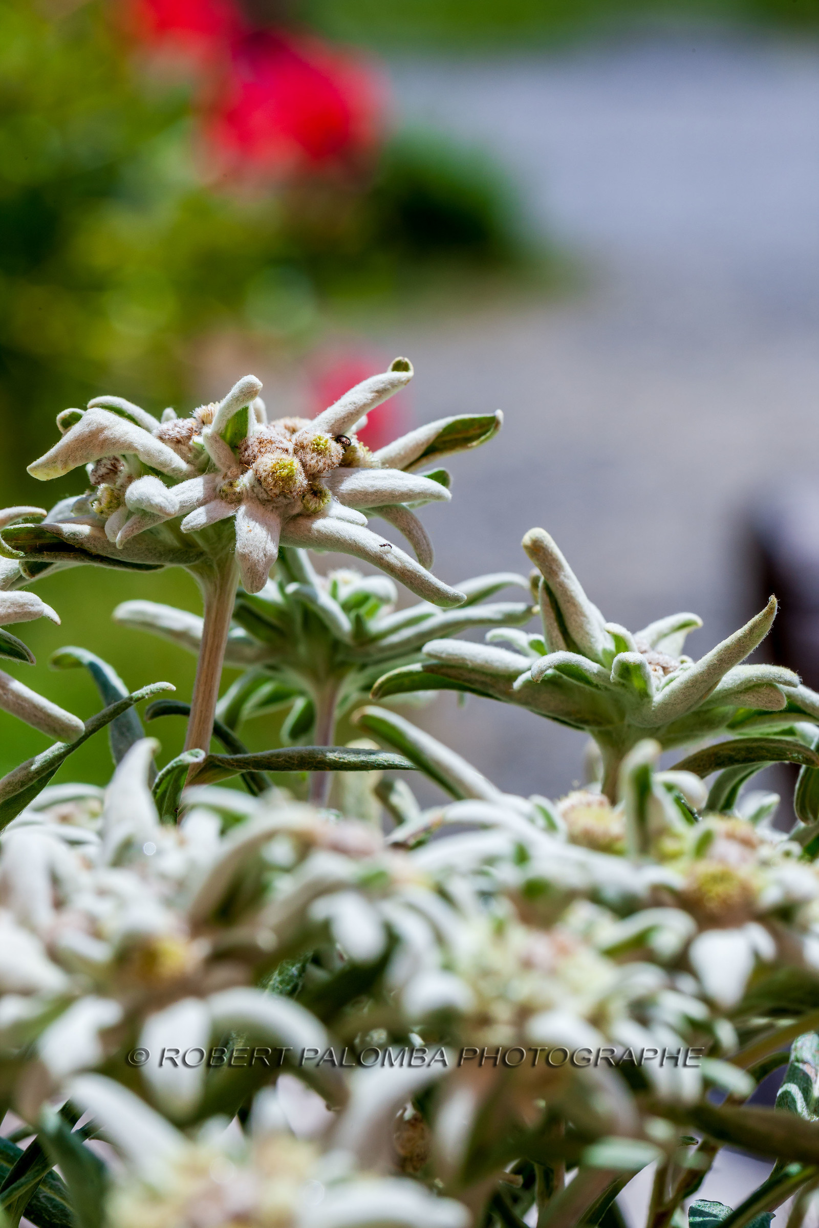 France, Alpes-de-Haute-Provence (04) Val d'Allos