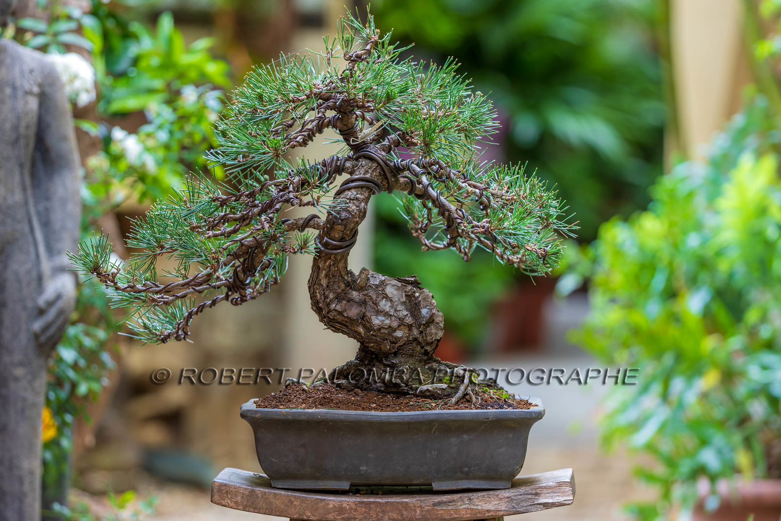 Bonsai