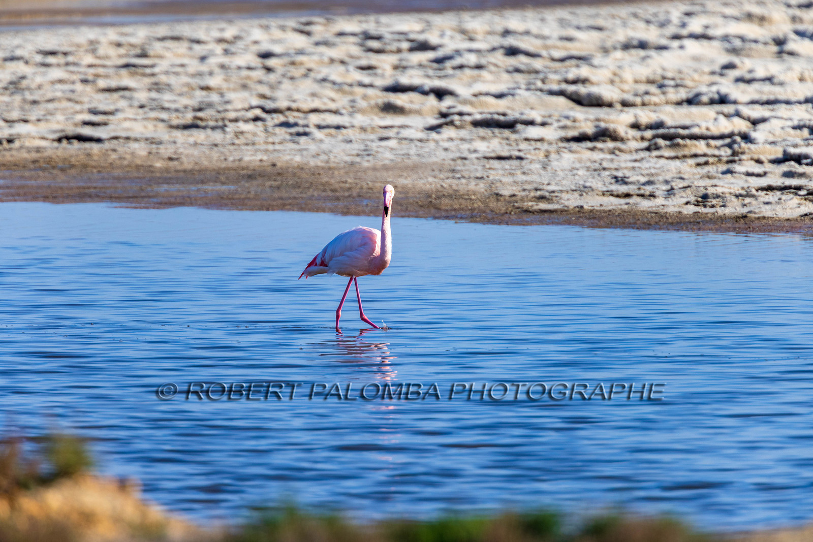 Flamant rose