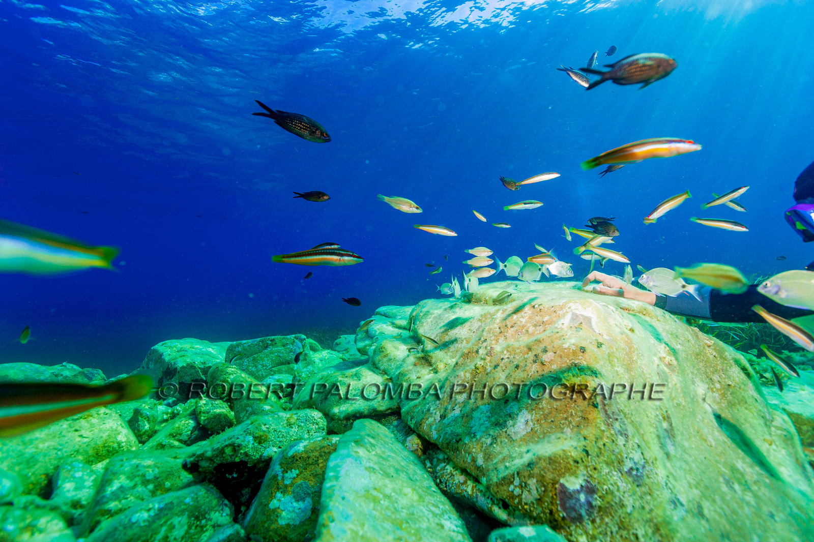 Plongée-sous-marine