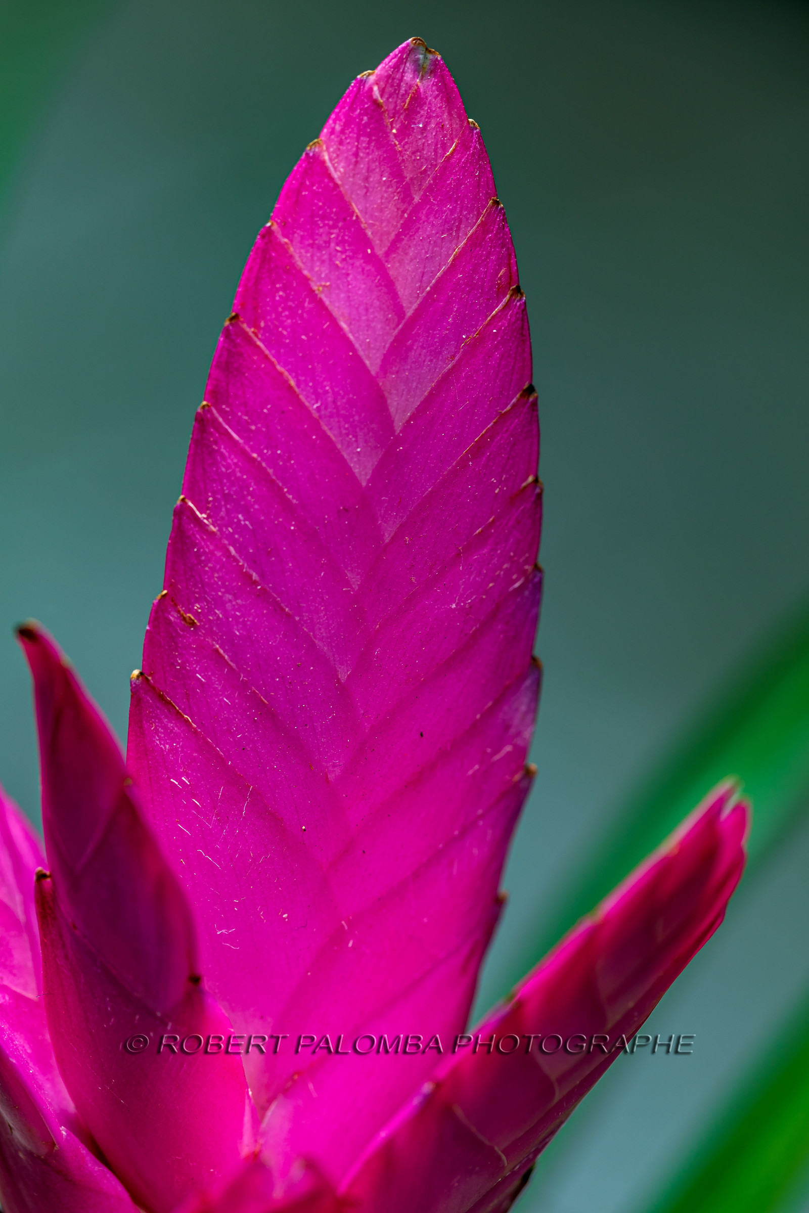 Flore méditerranéenne