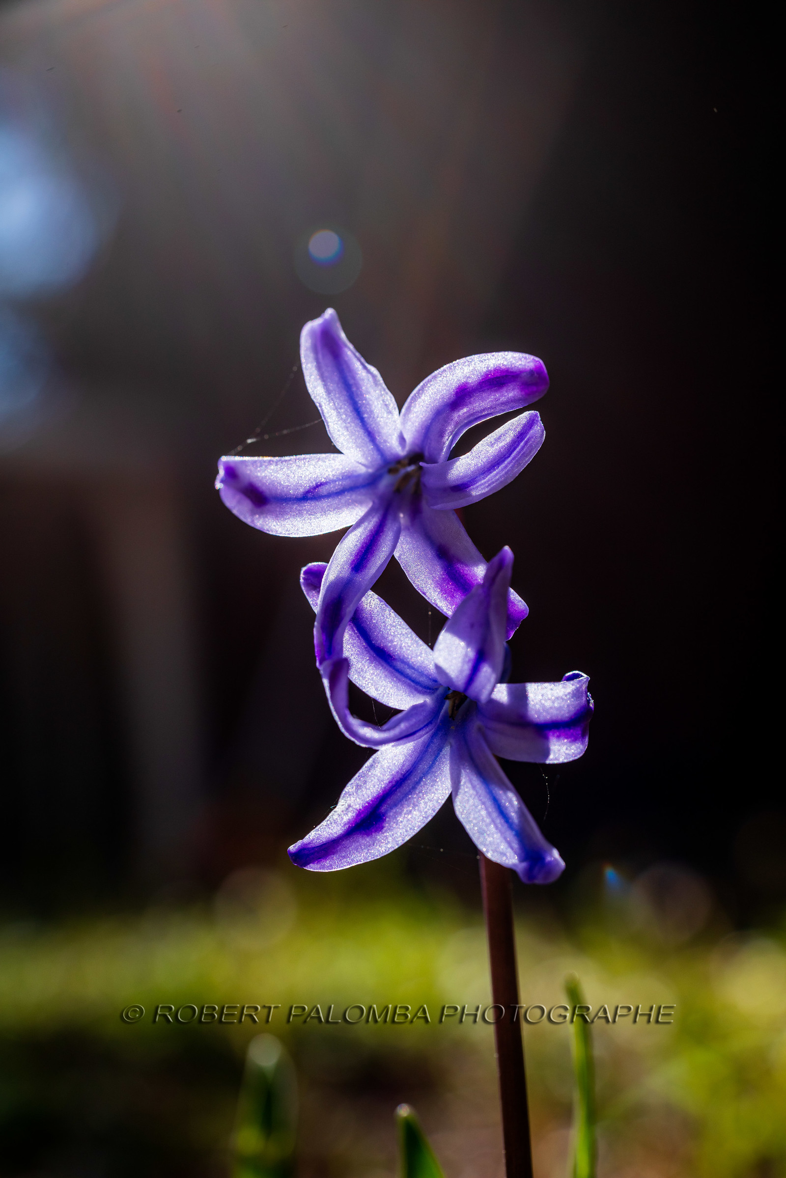 Flore Méditerranéenne