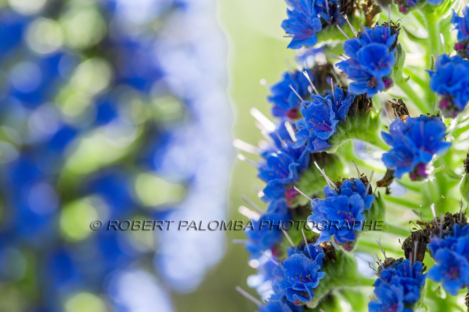 Flore Méditerranéenne