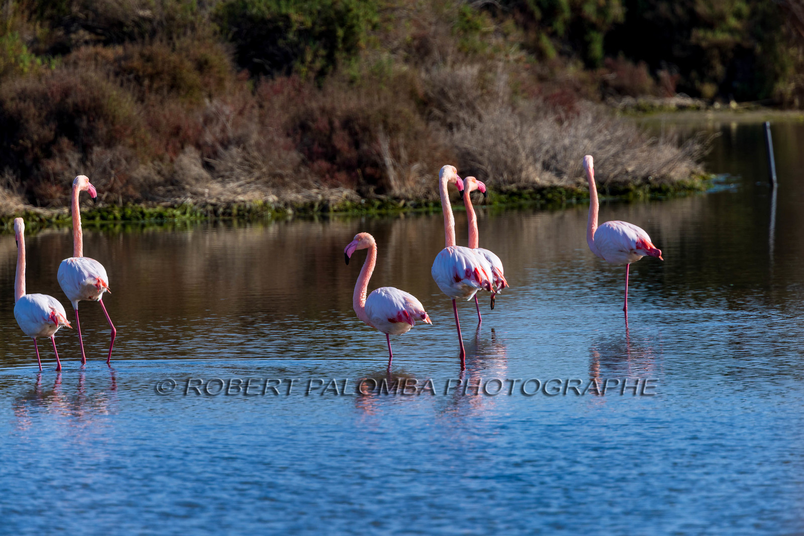 Flamant rose