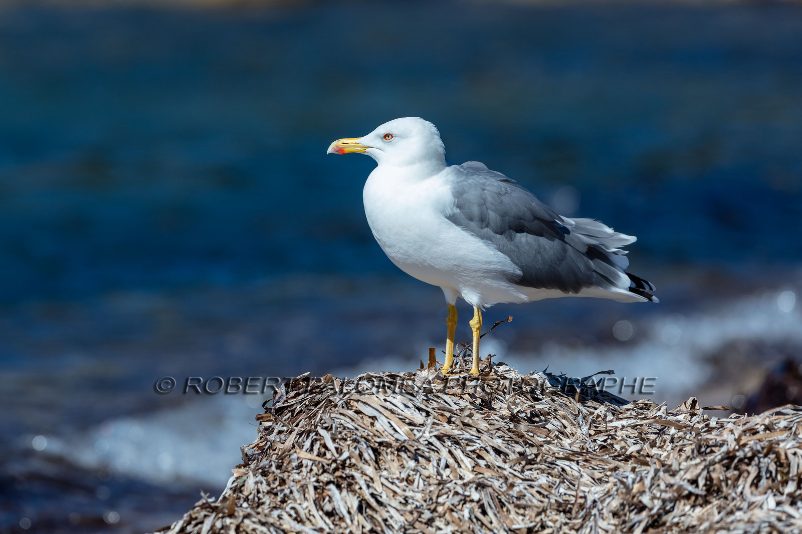 Mouette