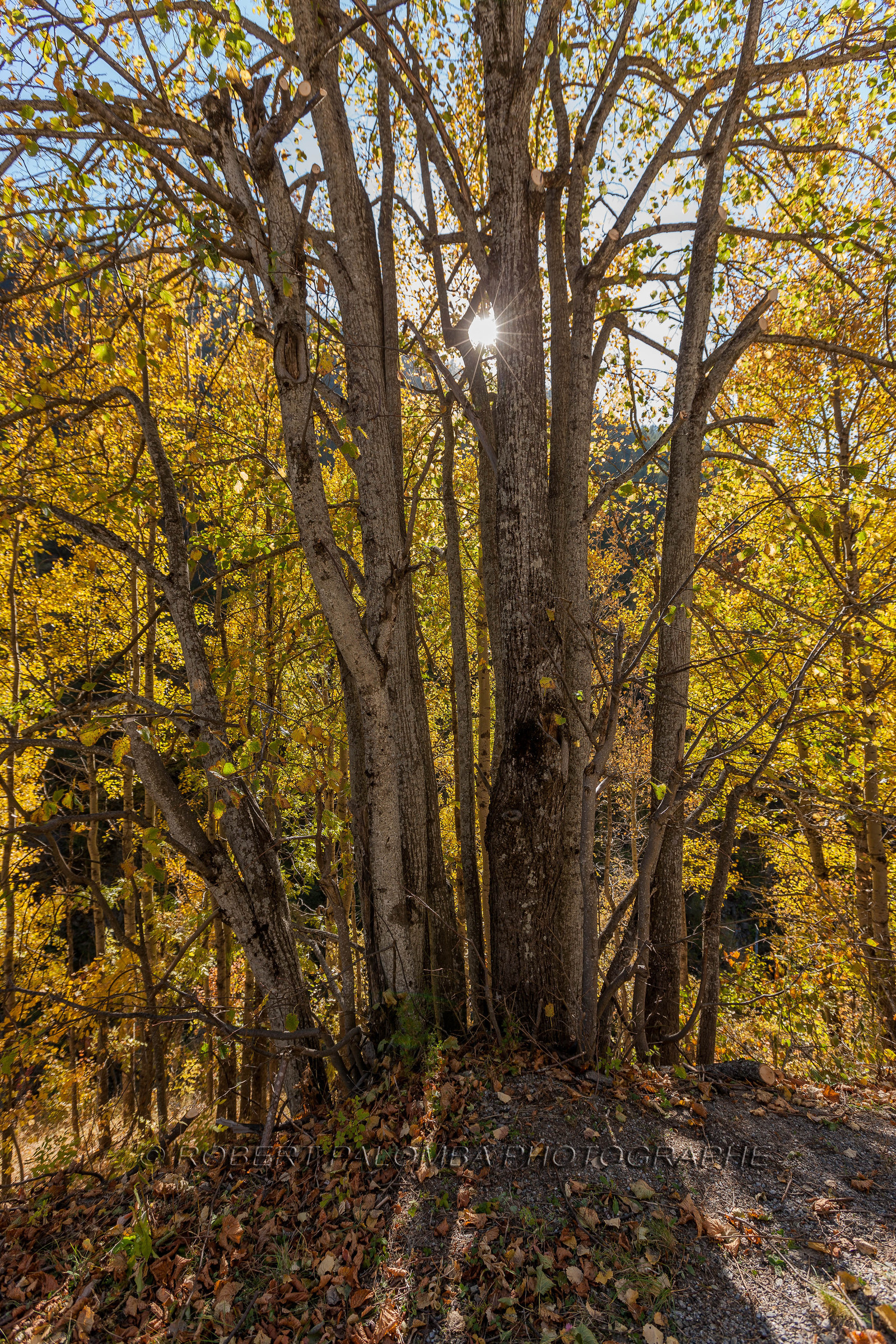 Saint-Dalmas-le-Selvage