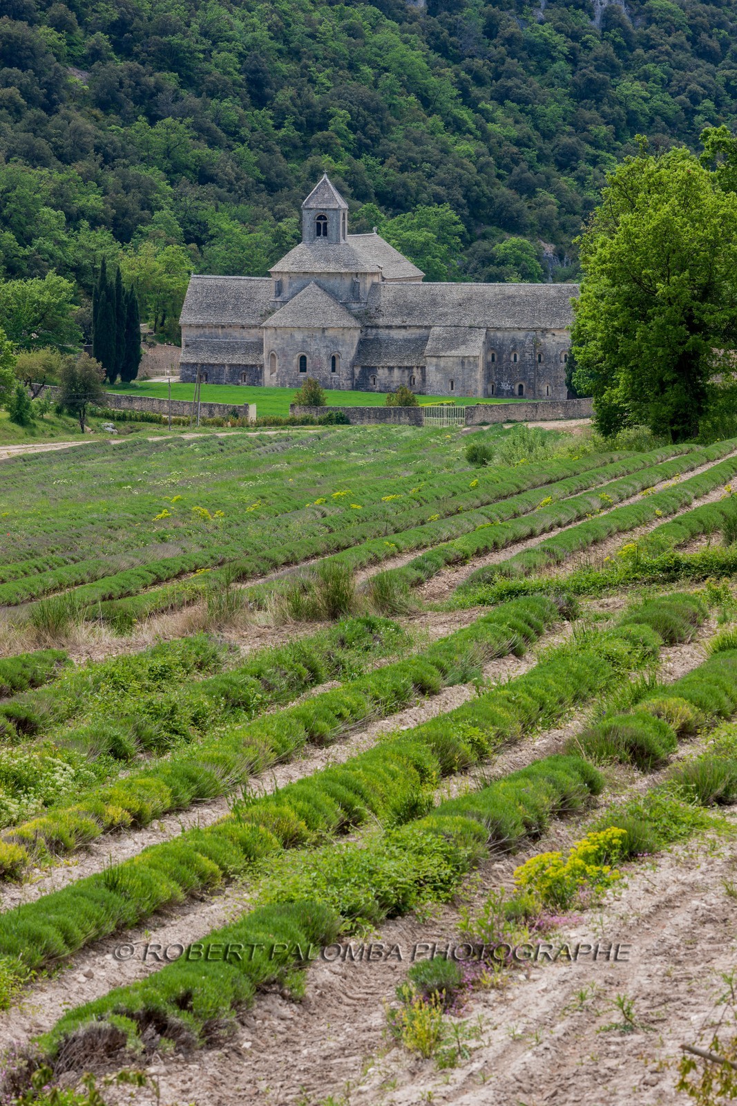 Abbaye de Sénanque