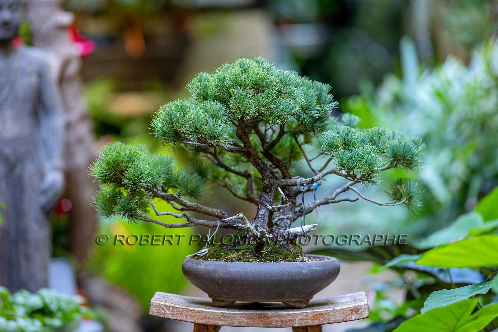 Bonsai
