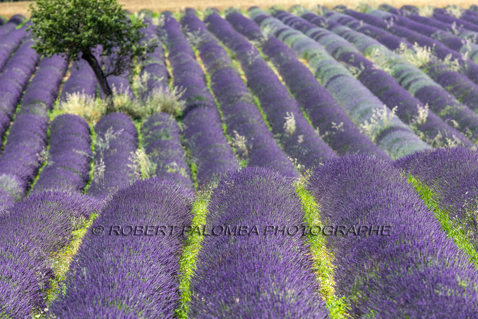 Lavande, Lavandula