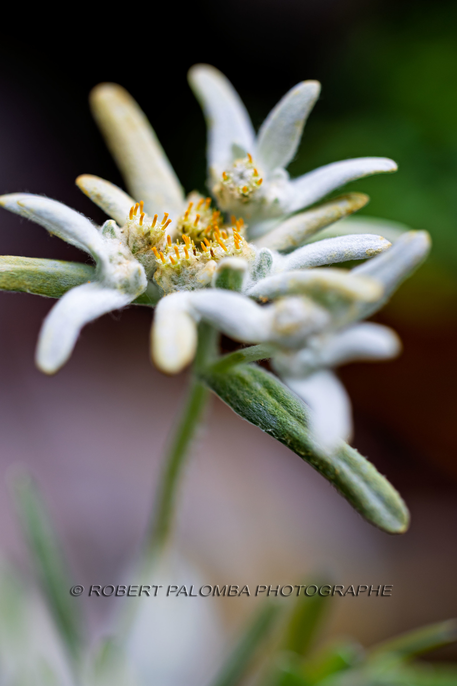 Edelweiss
