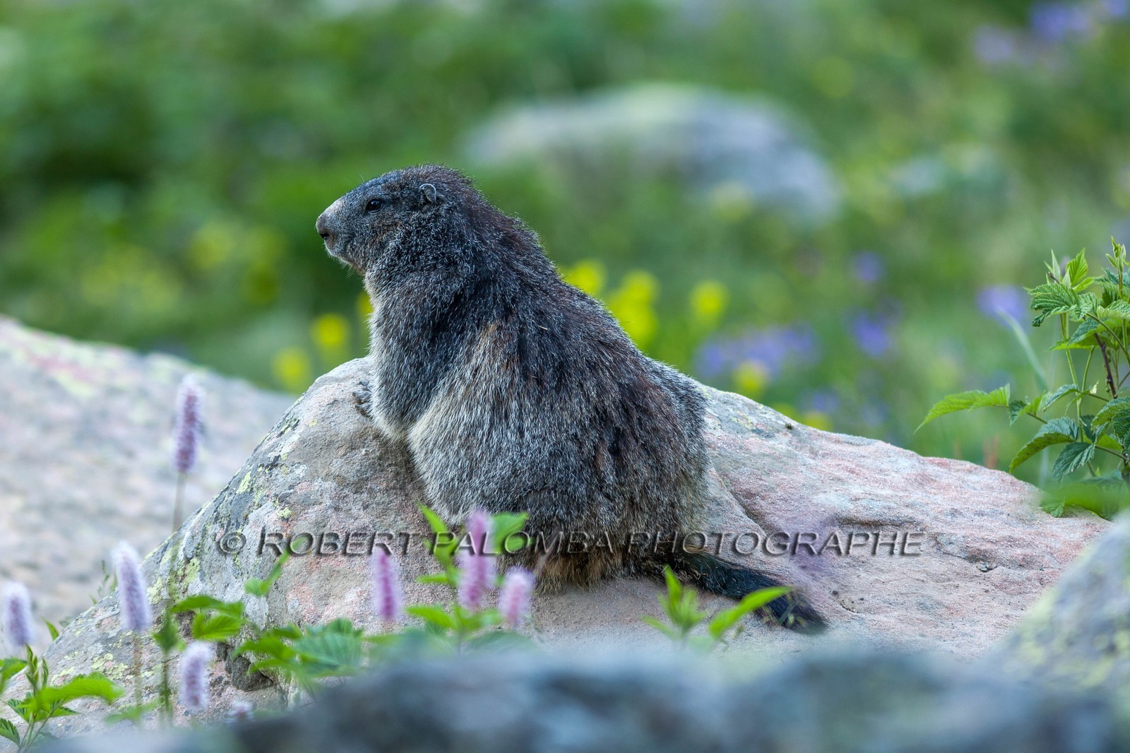 Marmotte, Marmota