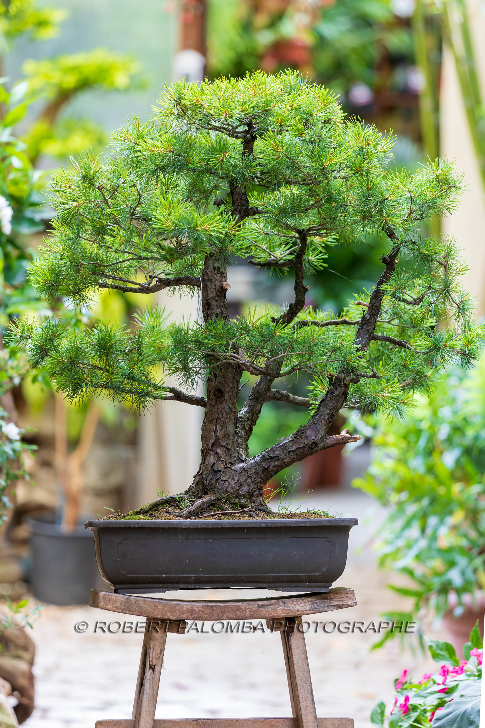Bonsai
