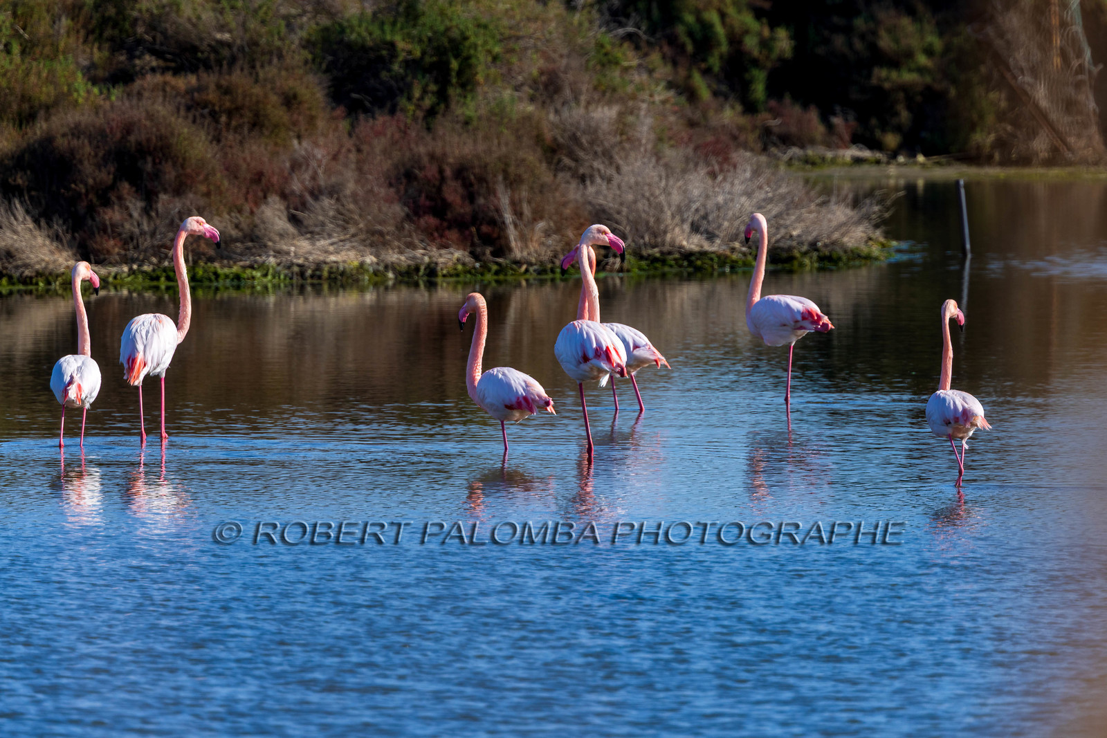 Flamant rose