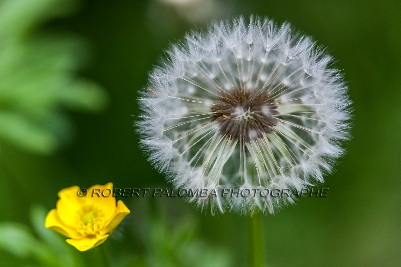 Pissenlit dit Taraxacum