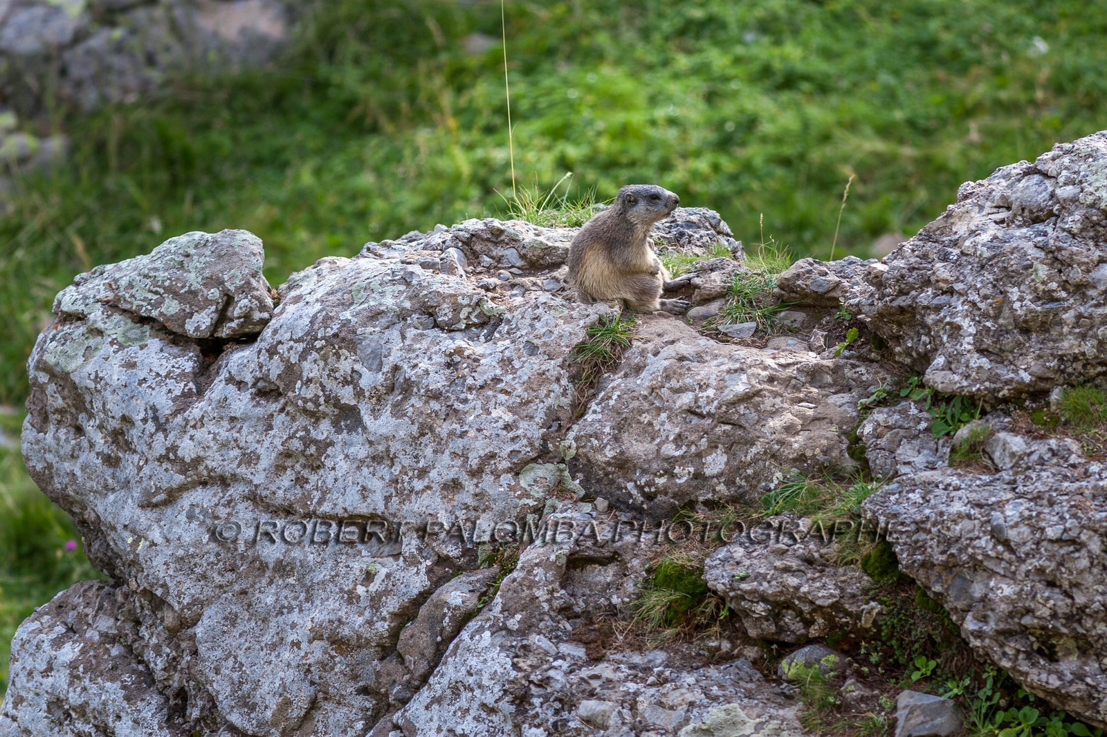 Marmotte, Marmota