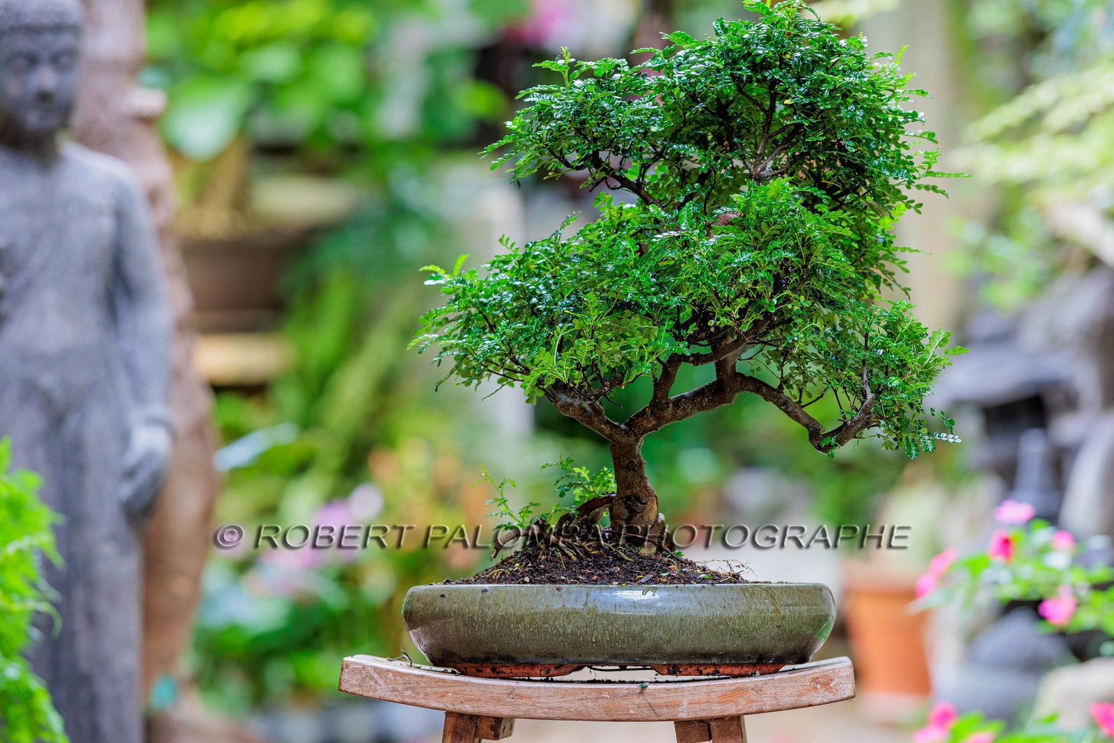 Bonsai