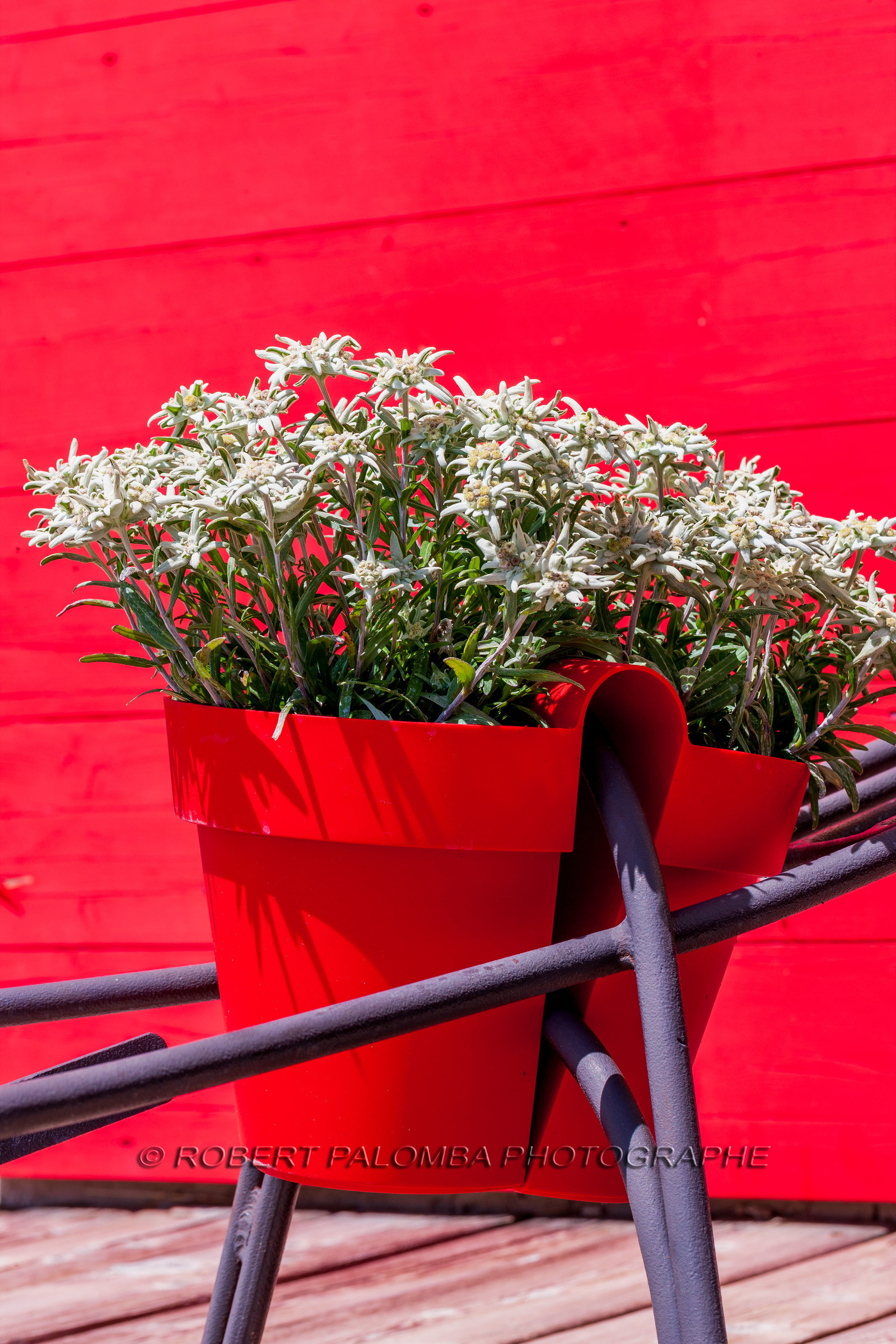 Alpes-de-Haute-Provence (04) Val d'Allos