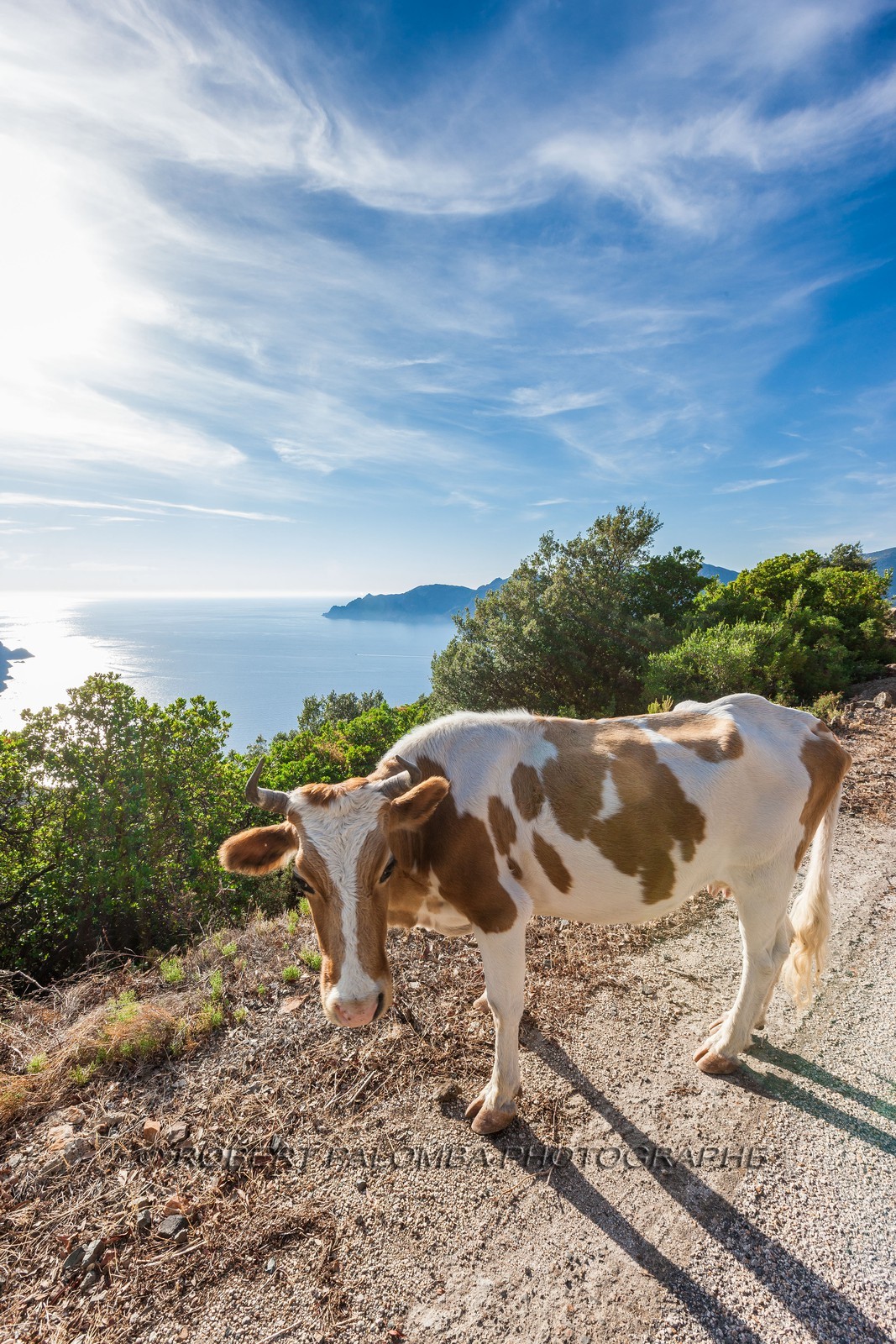 Vache corse