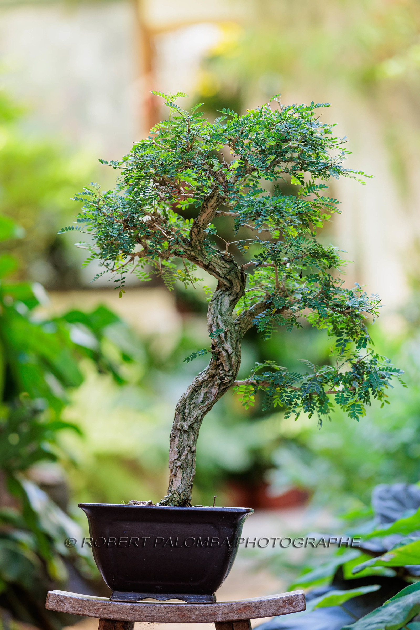Bonsai Center