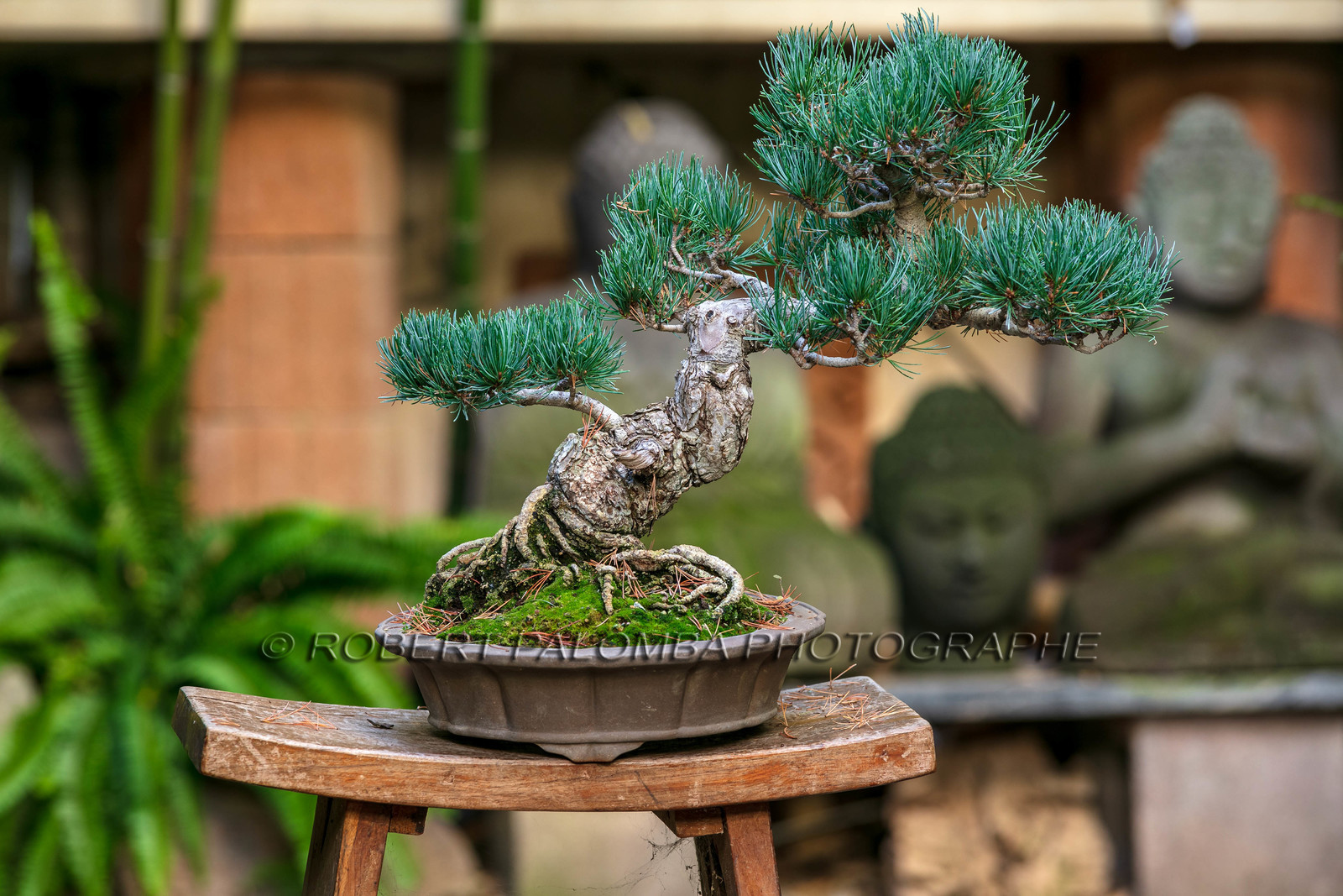 Bonsai