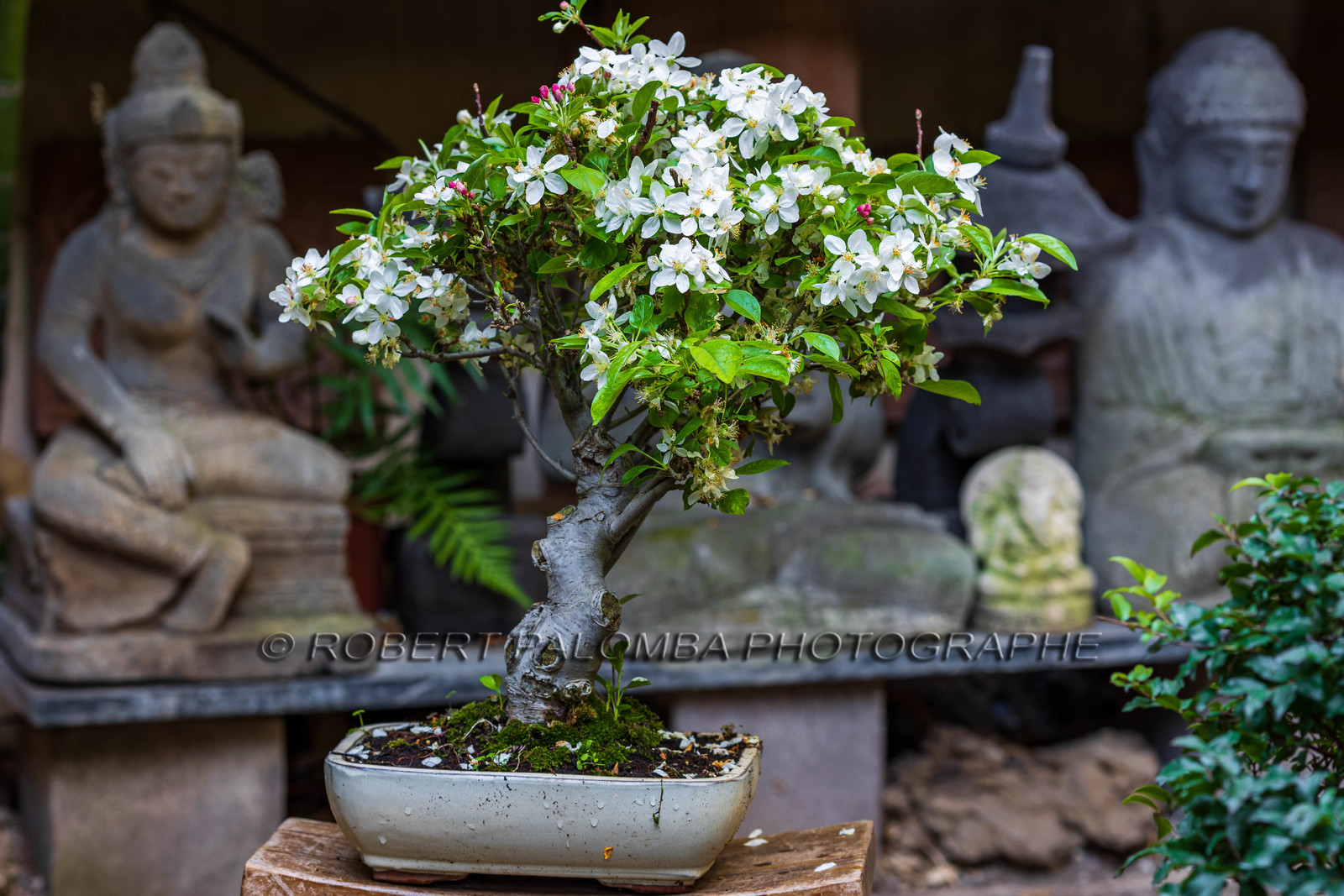 Bonsai