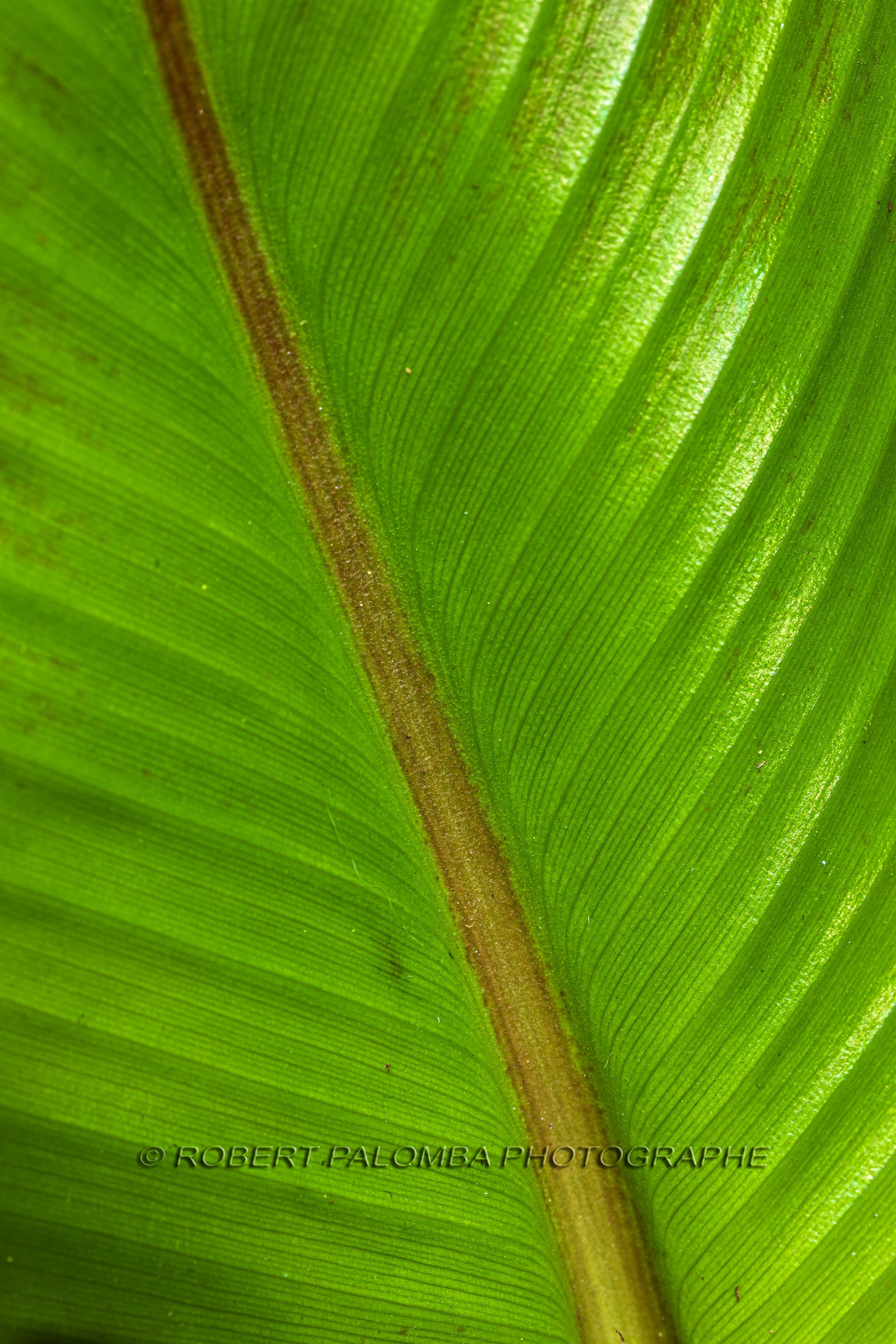 Flore méditerranéenne