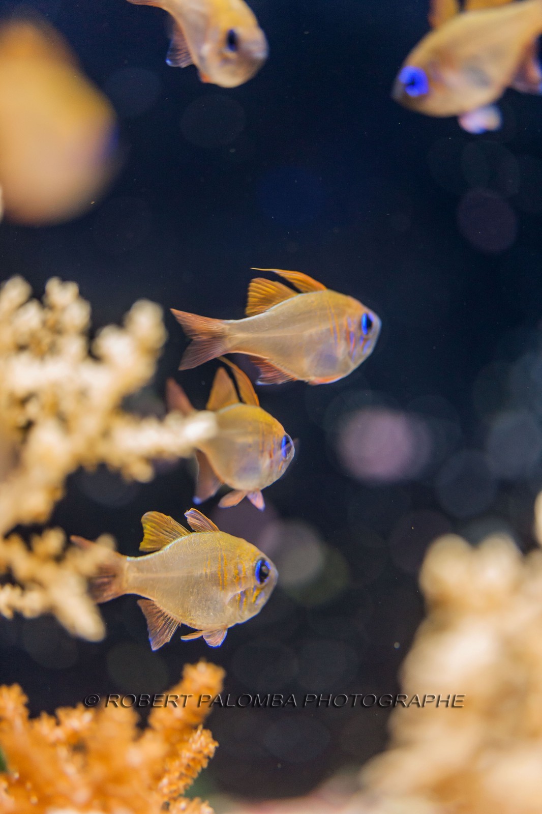 Musée Océanographique de Monaco