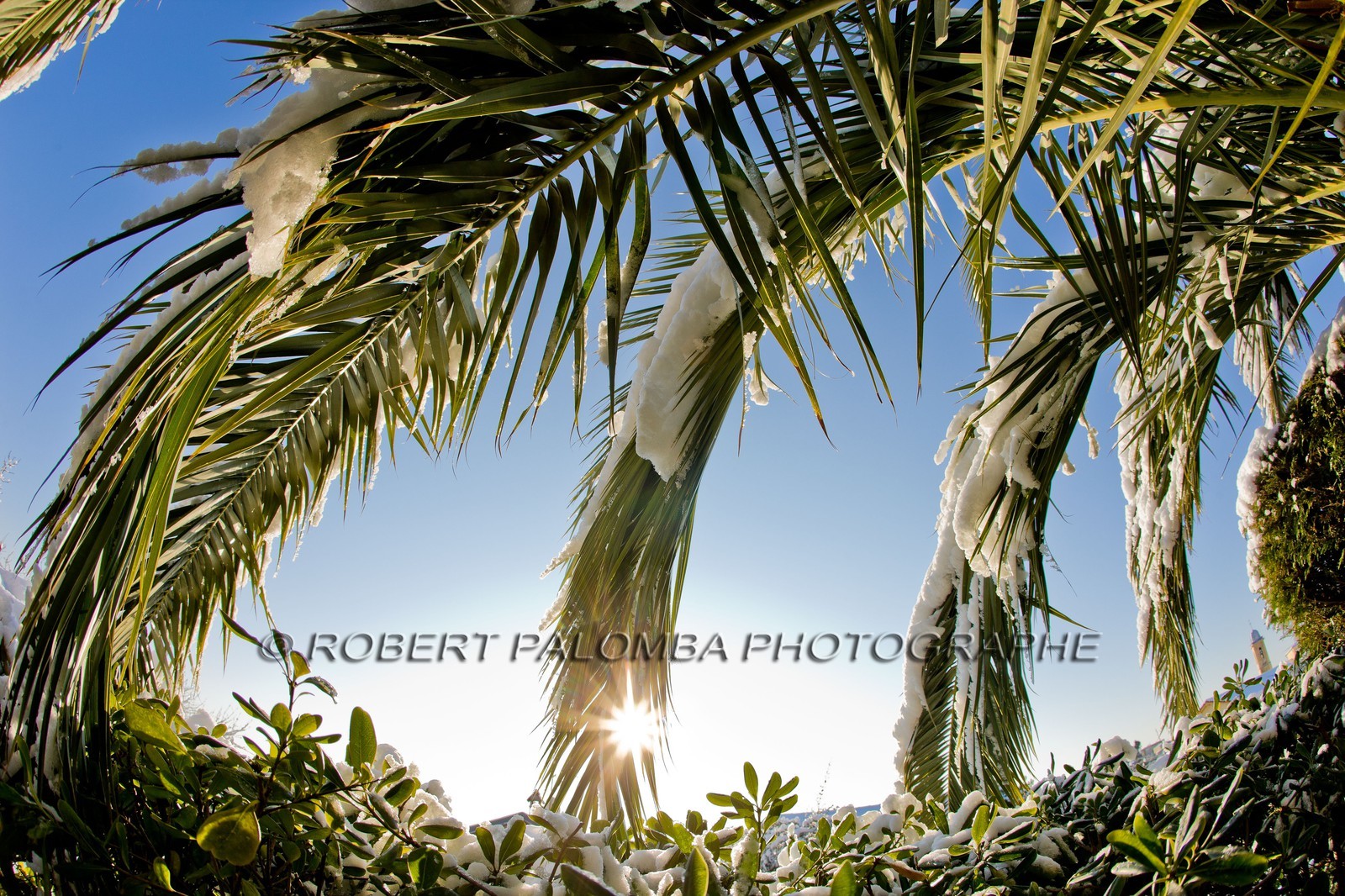 Palmier sous la neige