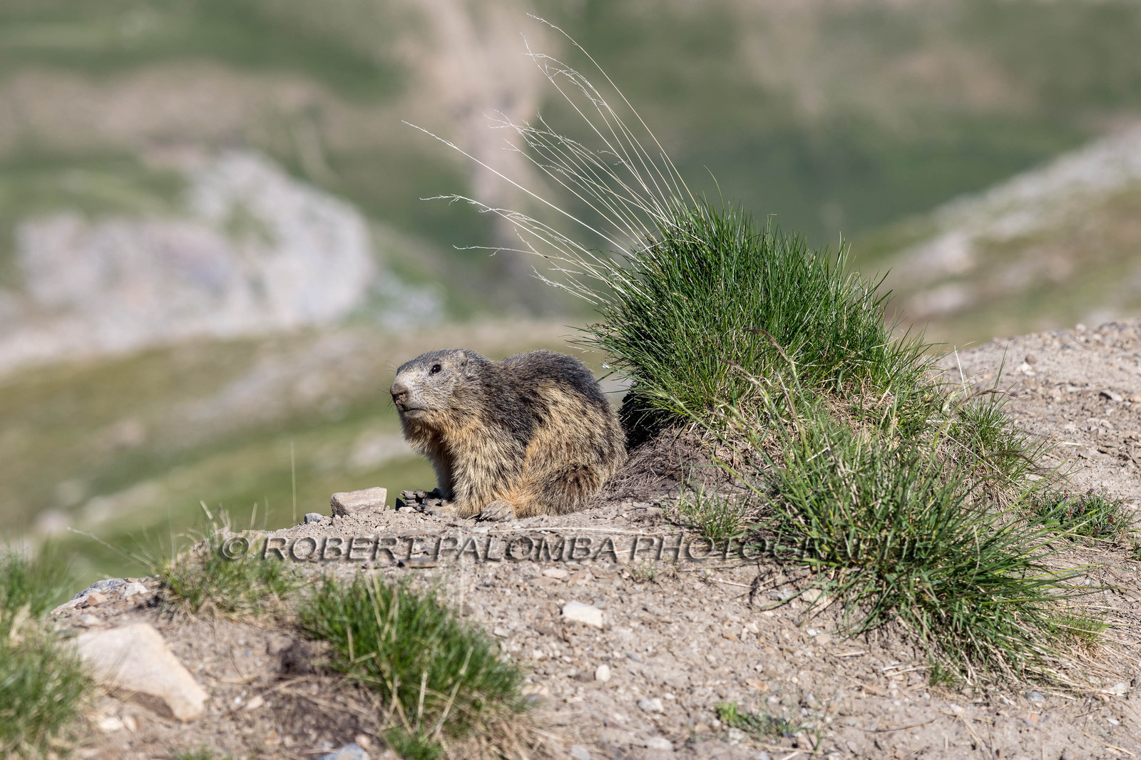 Marmotte, Marmota