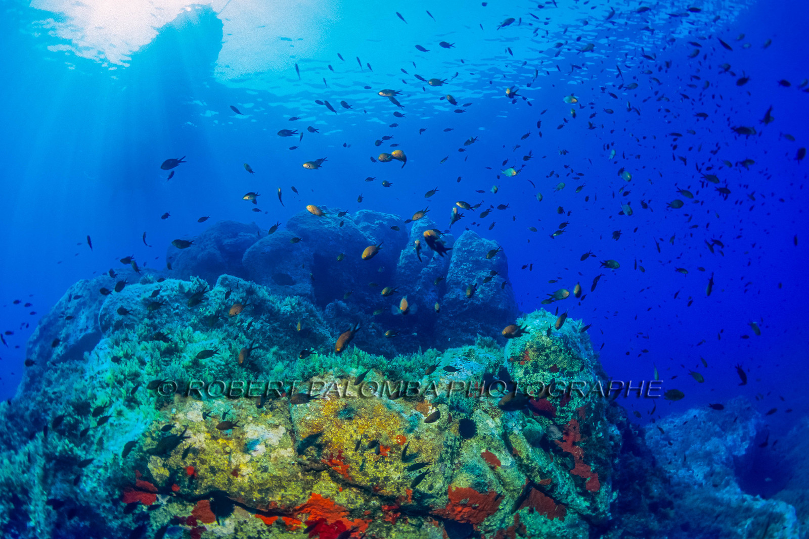 Plongée sous-marine