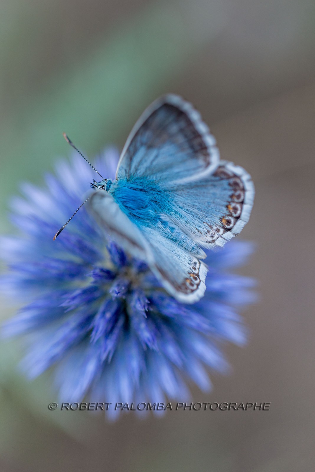 Chardon, Carduus defloratus
