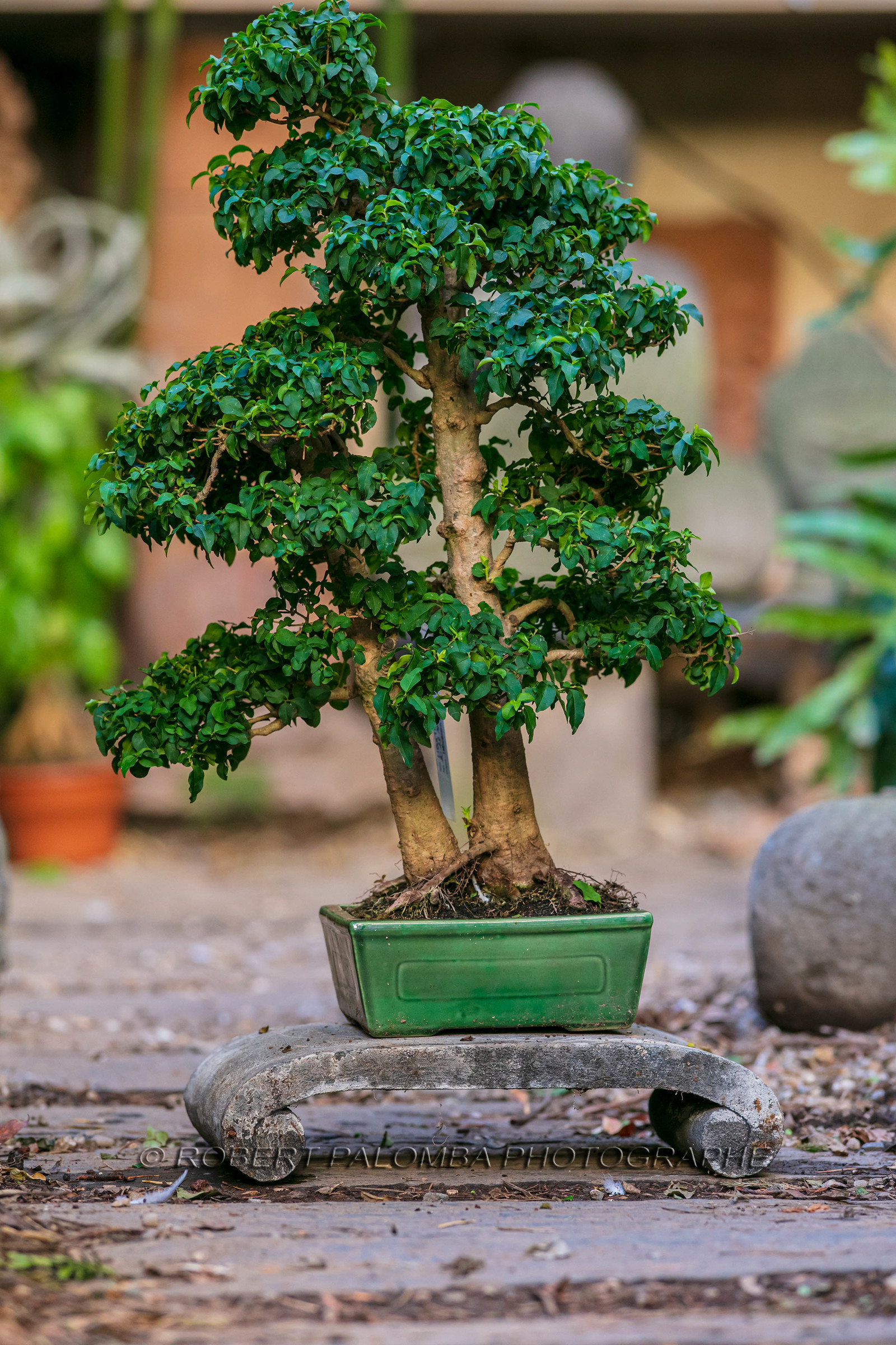 Bonsai