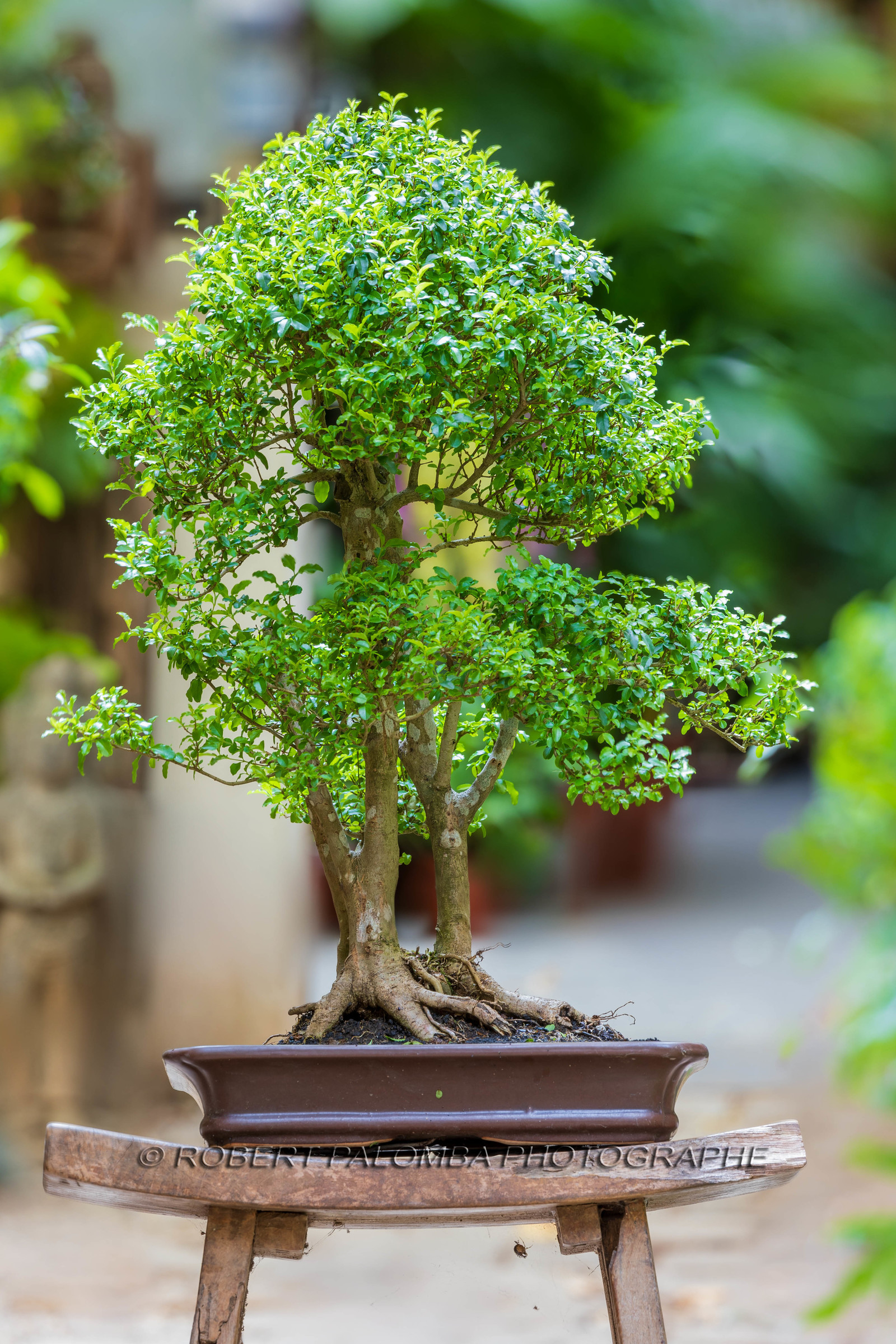 Bonsai