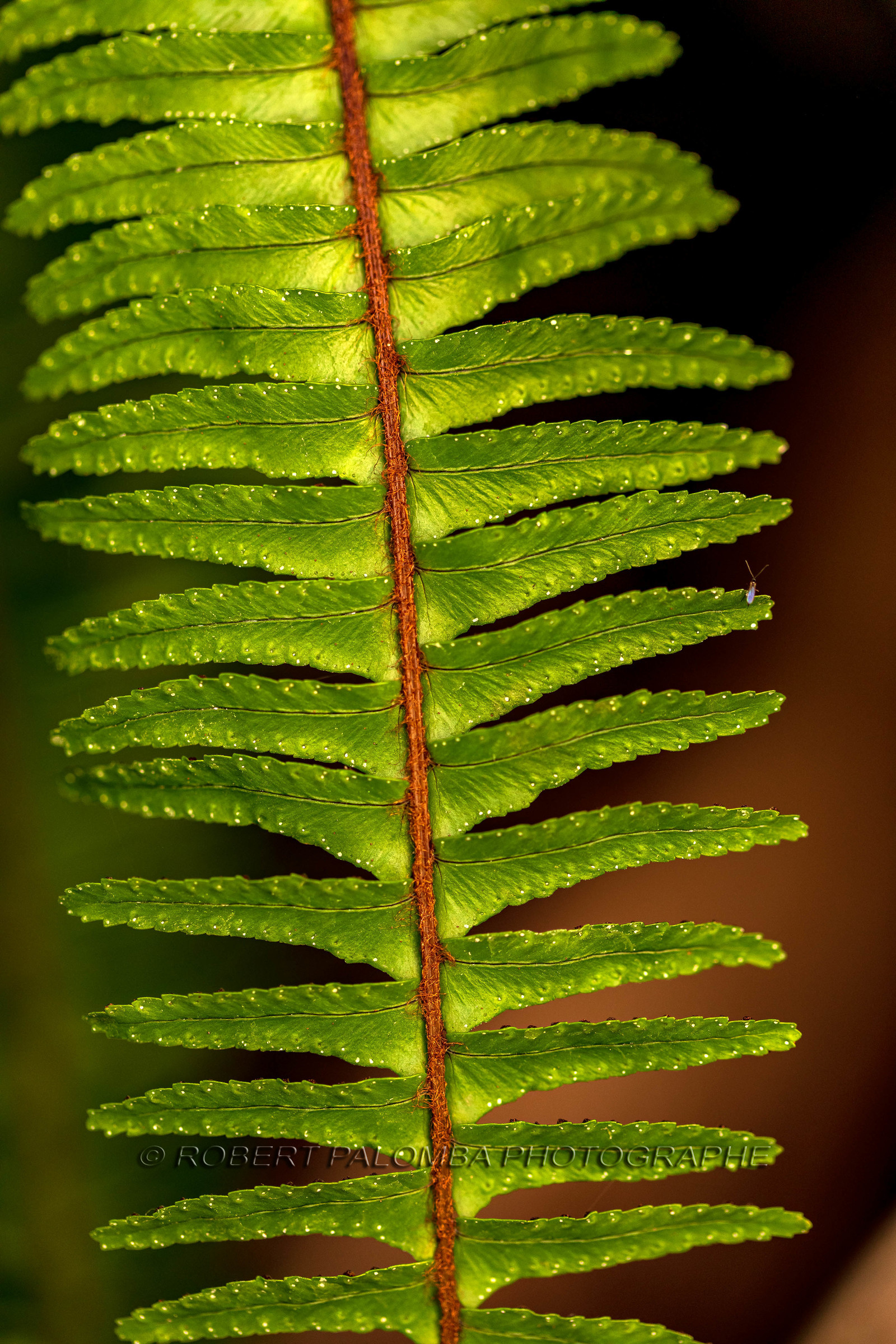 Flore méditerranéenne