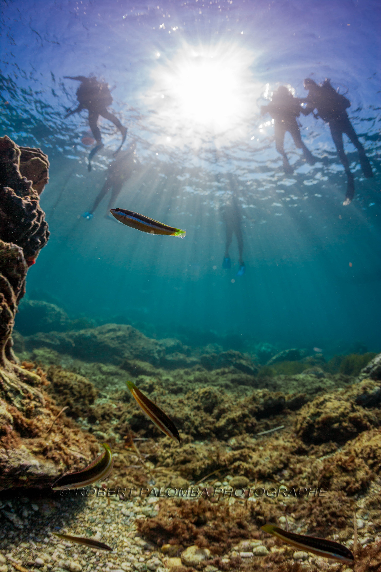 Plongée sous-marine